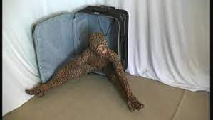 Naršyti geriausia nemokama hd porno ir tonų daugiau nemokama video porno, kuri bus paversti jus. Flexible Madchen Rachel In Tiger Catsuit Kostenlos Im Grossen Archiv Von Pornos Ansehen Oyoh