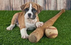 This page will help to find the perfect name for your female dog. 422 Sport Dog Names