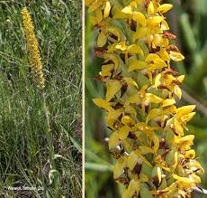 Image result for Disa woodii