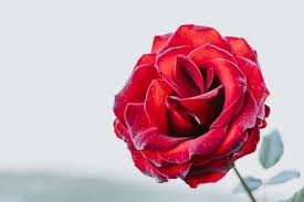 اجمل ورود الحب والعشق أجمل ورود الحب في العالم Zina Blog Rose Wallpaper Rose Rose Images