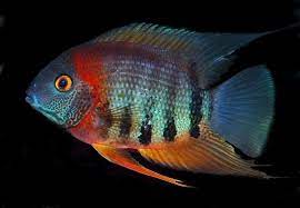 Check spelling or type a new query. Pin On Heros Cichlids