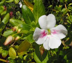 Image result for Impatiens runssorensis