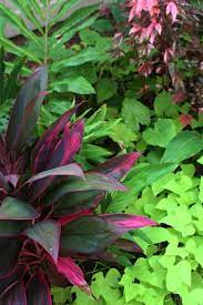 Magenta And Lime Foliage Brought To You By Cordyline Fruticosa Gingers Alocasia Haight Ashbury Hibis Tropical Garden Tropical Landscaping Tropical Plants