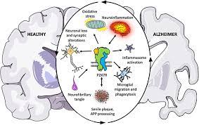 Frontiers The Role Of P2x7 Receptor In Alzheimer S Disease Molecular Neuroscience