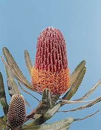 Banksia Plant Care Types Of Australian Wildflowers Australian Wildflowers Australian Flowers African Plants