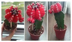 Reddit gives you the best of the internet in one place. Is My Moon Cactus Rotting