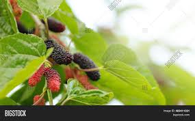 Mulberry fruits are rarely available in the market due to their short shelf life but growing them in containers can allow you to taste them fresh. Organic Mulberry Fruit Image Photo Free Trial Bigstock