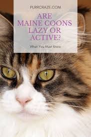 At family maine coon kittens, we exclude nervous, aggressive, withdrawn, and fearful felines from the breeding process. Are Maine Coon Cats Lazy Or Active Cats Purr Craze