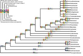 Image result for Hartliella