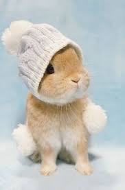 Cute lop eared pet rabbit. 96 Baby Bunnies Ideas Baby Bunnies Cute Bunny Baby Animals