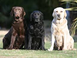 Labrador Retriever Brown Black Cream Labrador Retriever Yellow Labrador Retriever Cute Animals