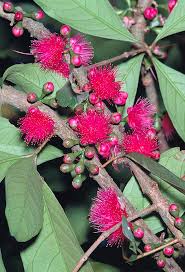 Image result for Syzygium niassense