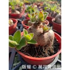 Image result for Monadenium spinulosum