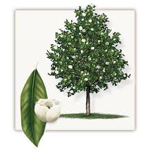 Southern magnolia trees grow best in an acid to slightly alkaline soil ranging between 4.5 to 7.5 on the ph scale. Little Gem Magnolia Tree Dallas Fannin Tree Farm Frisco Tx