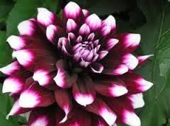 5 Flowers That Can Handle The Summer Heat