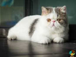 2 months 2 weeks 2 days old kittens. Exotic Shorthair Cat Breed Ukpets