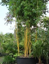 Mit der folgenden auflistung von bambus im kübel können sie unterschiedliche varianten und dessen zubehör miteinander vergleichen. Kubelhaltung Bambus Deutschland De