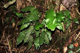 Image result for Asplenium variabile