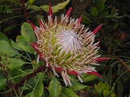 Image result for Protea welwitschii