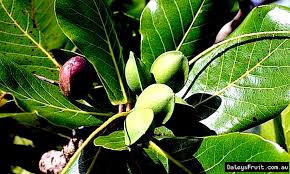 Image result for Laurembergia tetrandra