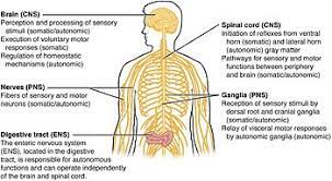 Neurons are the central nervous system: Central Nervous System Wikipedia