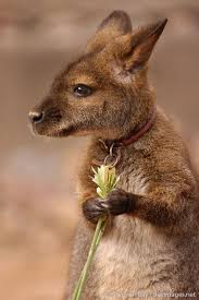 Not Just A Baby Kangaroo A Baby Kangaroo With A Collar And A License This Is Somebody S Baby Cute Animals Cute Baby Animals Animals