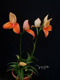 Image result for Disa woodii