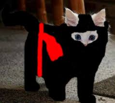 2434 likes · 4 talking about this. Gato Ninja Home Facebook