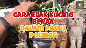 Petua halau kucing liar daripada kencing di. Cara Elak Kucing Berak Dalam Pasu Atau Polibeg Tanaman Guna Daun Serai Youtube