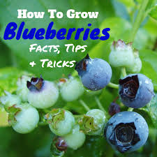 Growing hydroponic strawberries is entirely within your grasp! How To Grow Blueberries Dengarden