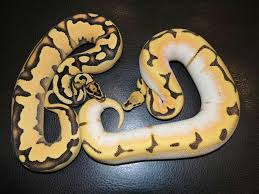 Pin On Ball Python Morphs