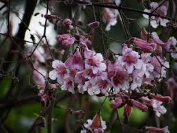 Image result for Stereospermum kunthianum