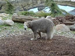 Ein Besuch Bei Den Eisbaren Und Pinguinen Im Polarium Des Rostocker Zoos Rostocker Zoo Eisbar Zoo