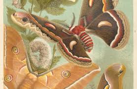 Have scientists unlocked genetic secret for finer silk?