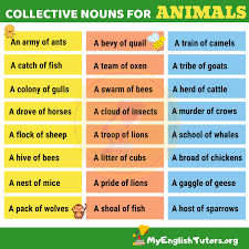 Collective Nouns For Animals Collective Nouns Nouns English Lessons For Kids