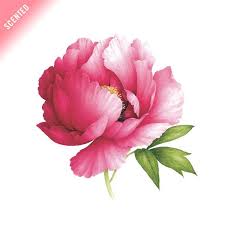 Pink Peony Flower Drawing Watercolor Flowers Watercolor Peonies