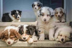 Australian Shepherd Dog Breed Health And Care | Petmd