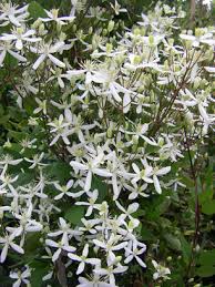 It's often best at the back of a perennial border supported by tall neighbors or with sturdy branches stuck in the ground. Suncrest Nurseries Inc Search Our Plant Database