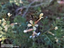 Image result for Carrichtera annua