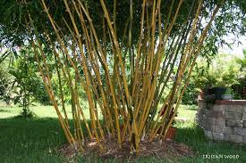 Image result for Bamboo Yellow 1958 Imperial