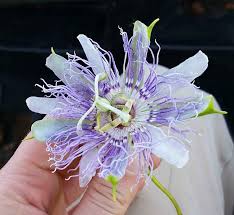 Image result for Passiflora
