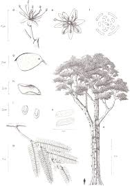 Image result for Tessmannia