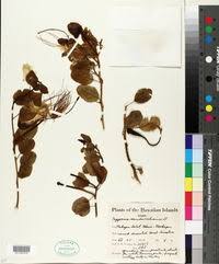 Image result for Crateva eminens