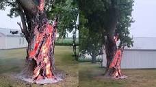 Dramatic photos show tree burning from inside after lightning ...