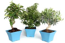 Lequel s'est même si parfaitement conduit en cette occasion, que je prendrai la liberté de le recommander à votre majesté. Pre Bonsai Creez Votre Propre Bonsai Mistral Bonsai