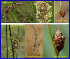 Image result for Psychotria articulata