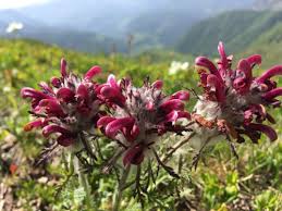 Image result for Sopubia ramosa