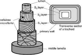 Maybe you would like to learn more about one of these? Three Dimensional Structure Of The Secondary Cell Wall Of A Tracheid Download Scientific Diagram