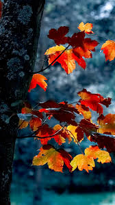 Fall aesthetic desktop wallpapers on wallpaperdog. Fall Aesthetic Wallpaper Kolpaper Awesome Free Hd Wallpapers
