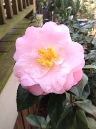 Camellia Japonica Junior Miss Japonica Flowers Camellia